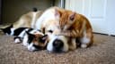 Compagnons de vie